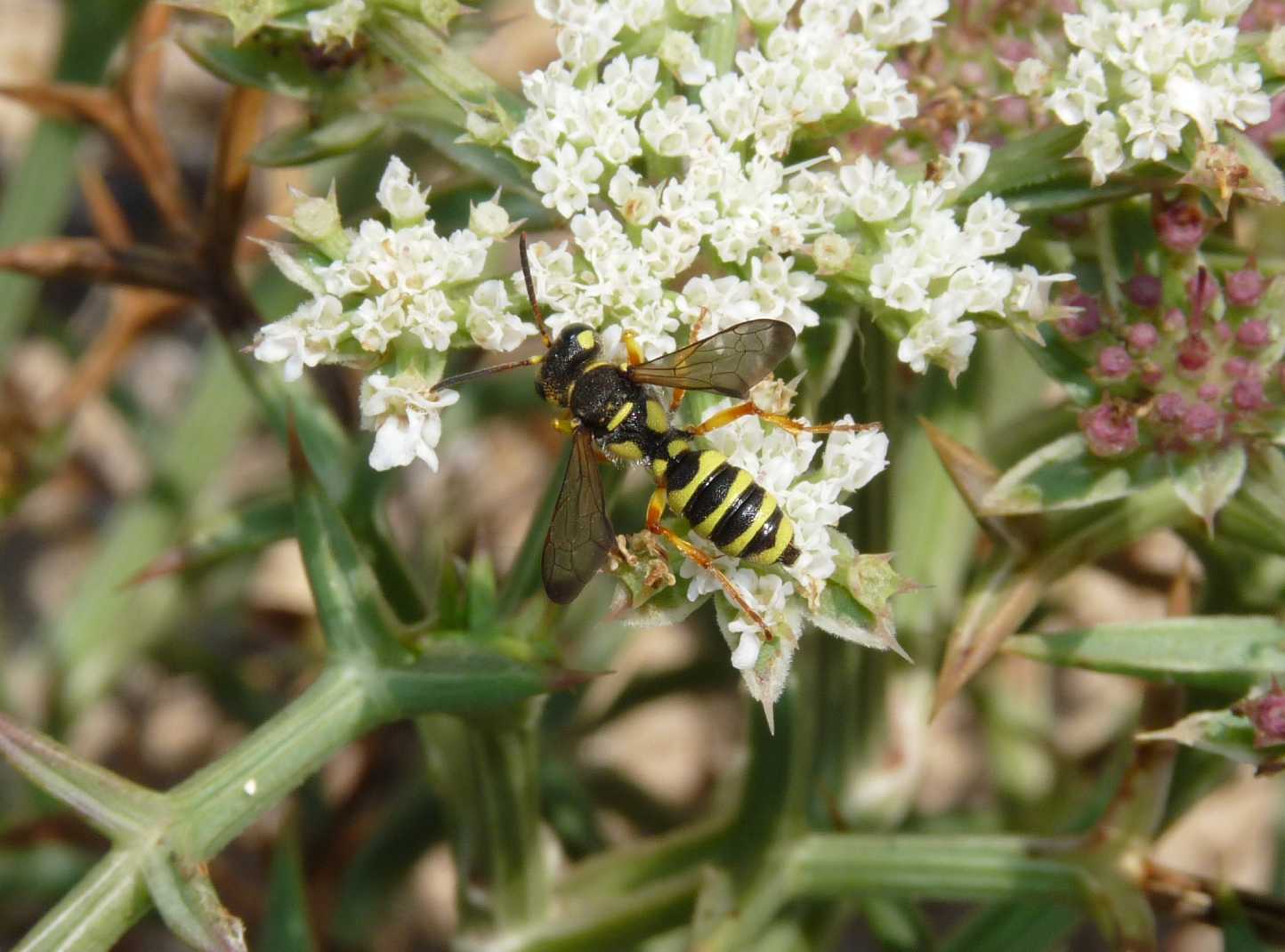 Cerceris quadricincta corsica in accoppiamento